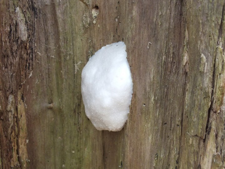 Slime Mould (Reticularia lycoperdon) Copyright: Peter Pearson