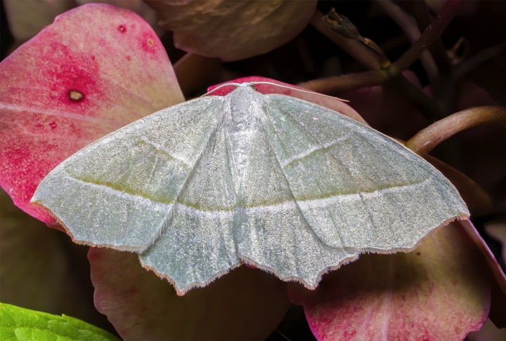 Light Emerald  30-08-2020 Copyright: Bill Crooks