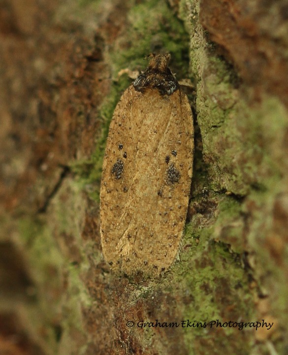 Agonopterix subpropinquella  GD Copyright: Graham Ekins