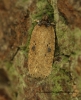 Agonopterix subpropinquella  GD