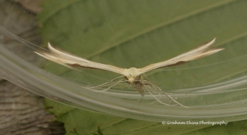 Merrifieldia baliodactylus  2 Copyright: Graham Ekins