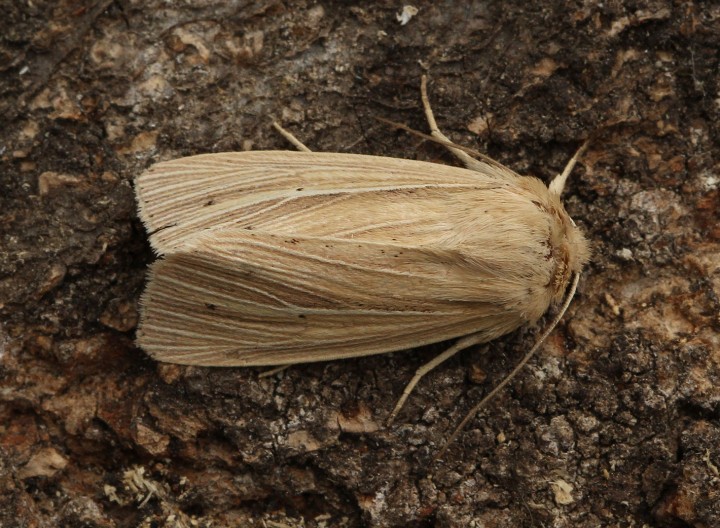 Smoky Wainscot  Mythimna impura  2 Copyright: Graham Ekins