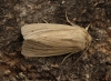 Smoky Wainscot  Mythimna impura  2