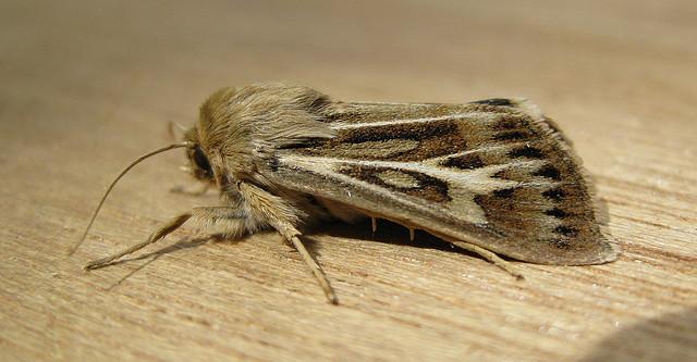 Antler Moth. Copyright: Stephen Rolls