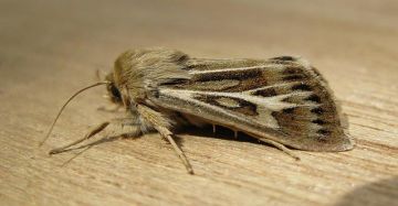 Antler Moth. Copyright: Stephen Rolls
