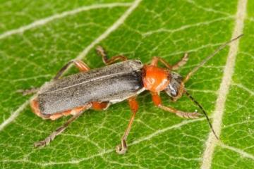 Cantharis pellucida Copyright: Peter Harvey