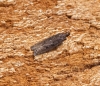 Neofaculta ericetella