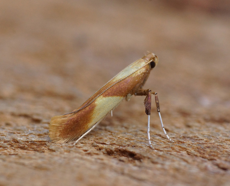 Caloptilia robustella 2 Copyright: Ben Sale