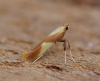 Caloptilia robustella 2 