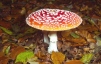 Amanita muscaria Copyright: Peter Harvey