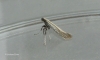 Aspilapteryx tringipennella 4