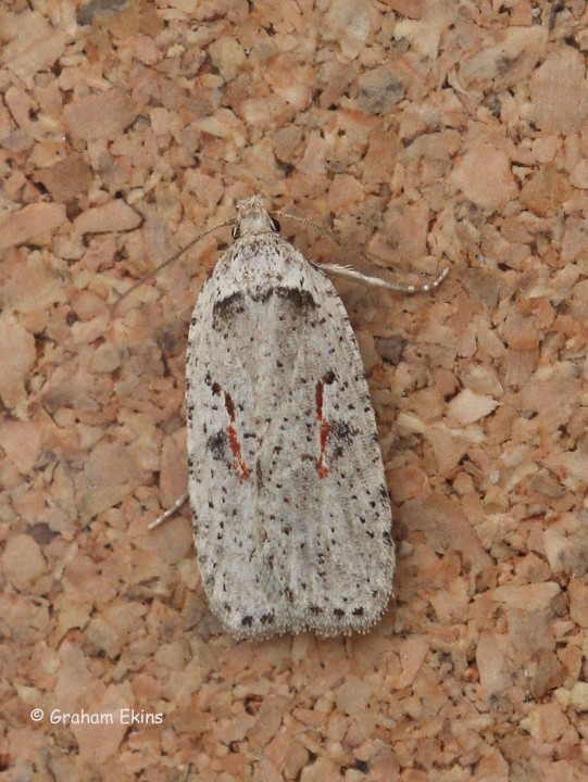 Agonopterix ocellana 3 Copyright: Graham Ekins