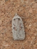 Agonopterix ocellana 3