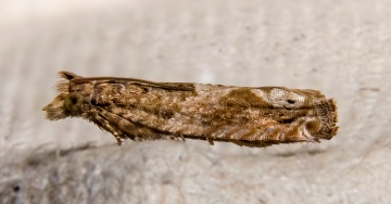 Nut Bud Moth 03-09-2020 Copyright: Bill Crooks