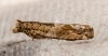 Nut Bud Moth 03-09-2020