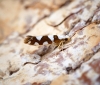 Argyresthia brockeella - nominate form