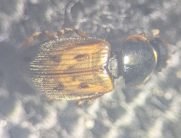 N obliteratus elytra Copyright: Robert Smith (found by Yvonne Couch)