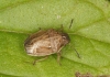 Neottiglossa pusilla