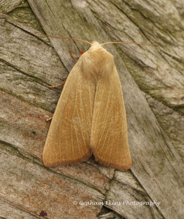 Arenostola phragmitidis  Fen Wainscot 4 Copyright: Graham Ekins