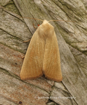 Arenostola phragmitidis  Fen Wainscot 4 Copyright: Graham Ekins