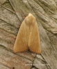 Arenostola phragmitidis  Fen Wainscot 4 Copyright: Graham Ekins