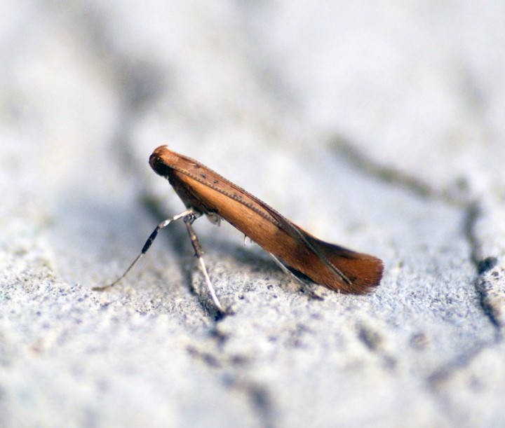 Caloptilia rufipennella Copyright: Ben Sale