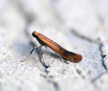 Caloptilia rufipennella Copyright: Ben Sale