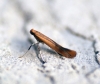 Caloptilia rufipennella Copyright: Ben Sale