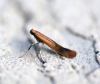 Caloptilia rufipennella Copyright: Ben Sale