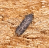 Bryotropha affinis 1