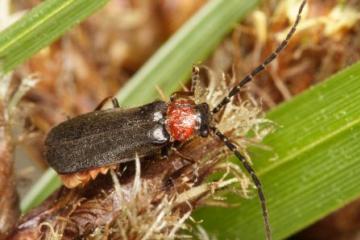 Silis ruficollis