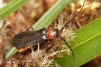 Silis ruficollis Copyright: Peter Harvey