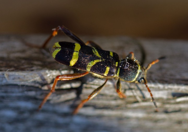 Clytus arietus 4 Copyright: Graham Ekins