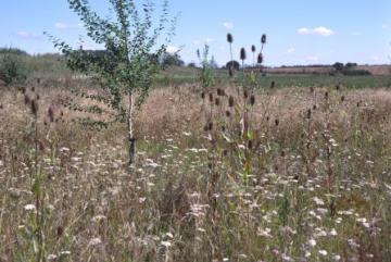 Flower rich grassland Copyright: P.R. Harvey