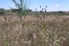 Flower rich grassland