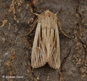 Leucania comma  Shoulder-striped Wainscot Copyright: Graham Ekins