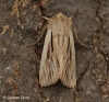 Leucania comma  Shoulder-striped Wainscot