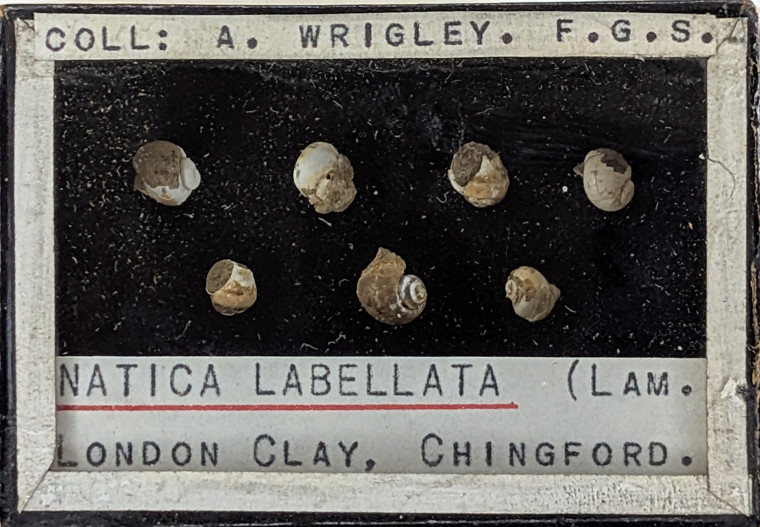 Chingford London Clay Fossils Natica labellata bivalves Copyright: Arthur Wrigley Collection