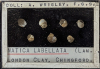Chingford London Clay Fossils Natica labellata bivalves