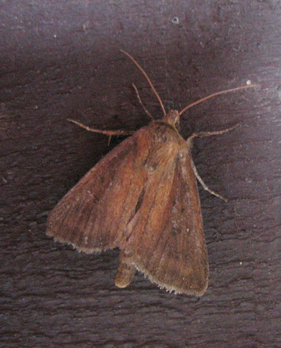 Twin Spotted Wainscot. Copyright: Stephen Rolls