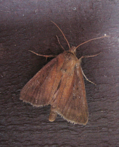 Twin Spotted Wainscot. Copyright: Stephen Rolls