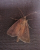 Twin Spotted Wainscot. 