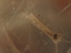 pupa case