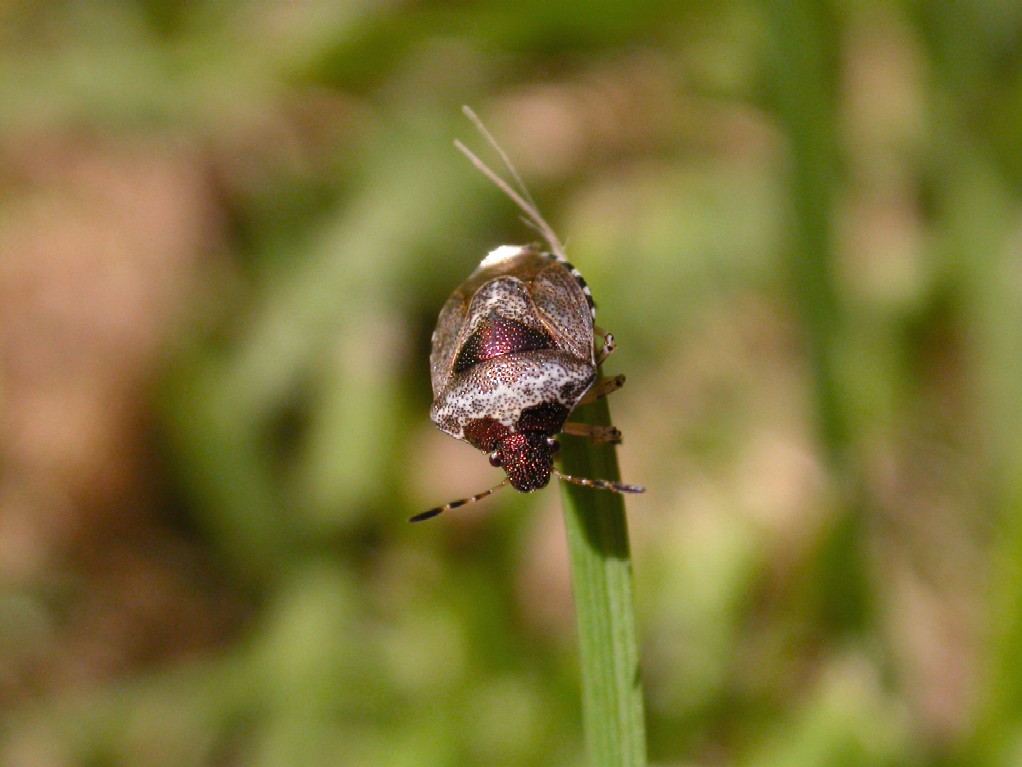 A shield bug Eysarcoris fabricii Copyright: Malcolm Riddler
