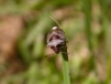 A shield bug Eysarcoris fabricii 
