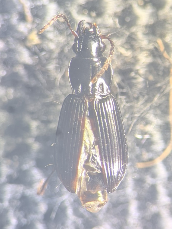Pterostichus minor Copyright: Robert Smith