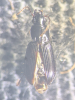 Pterostichus minor