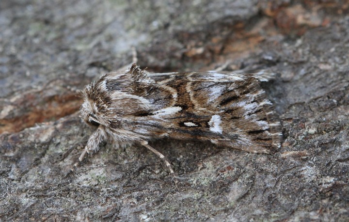 Toadflax Brocade 3 Copyright: Graham Ekins