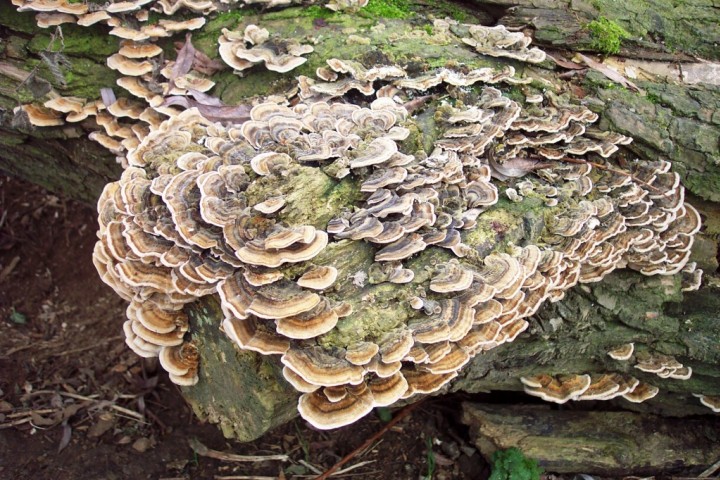 Trametes versicoloor Copyright: Graham Smith