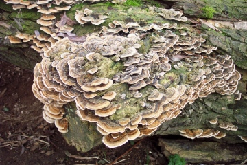 Trametes versicoloor Copyright: Graham Smith